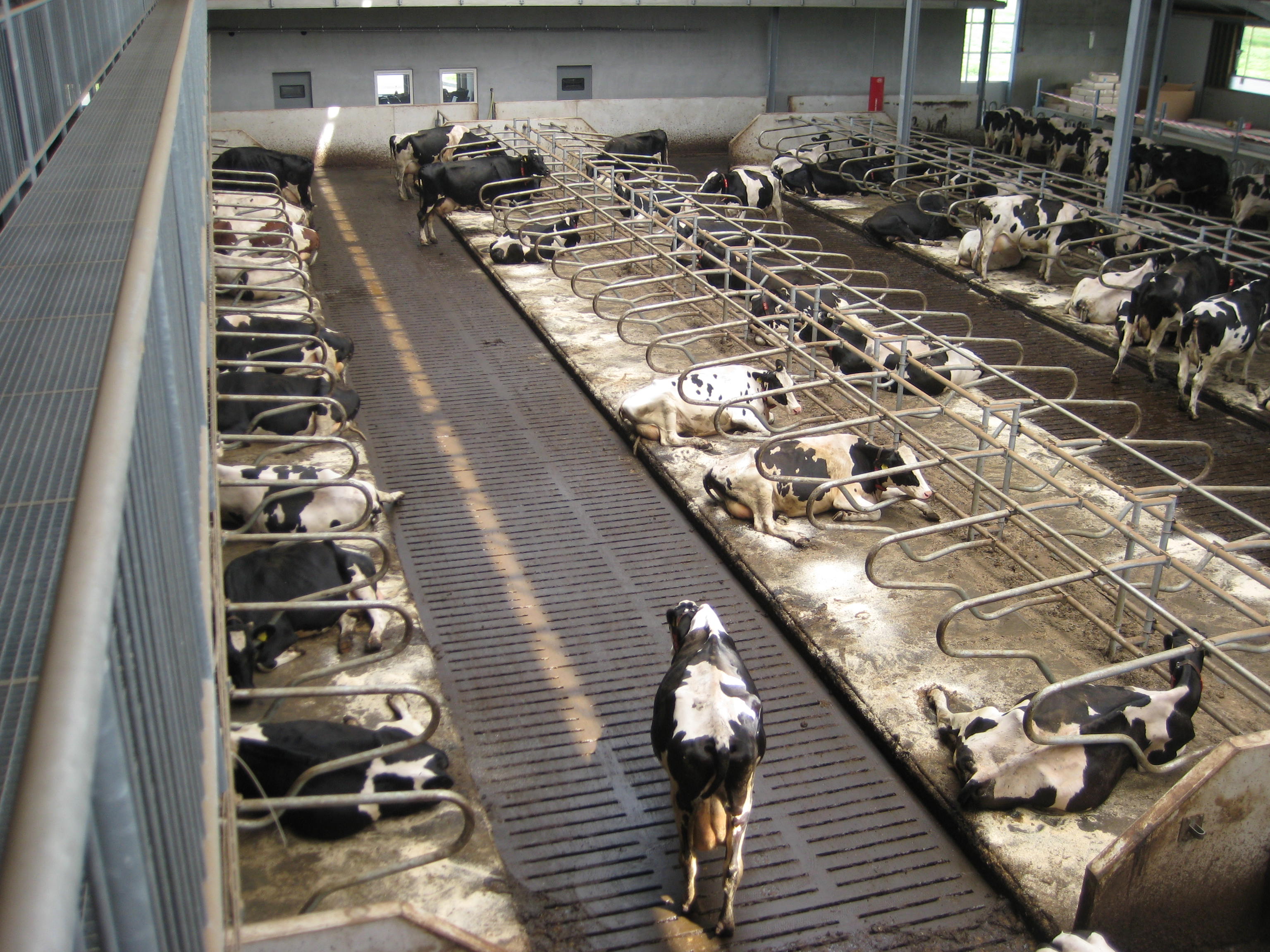 Farming Dairy Farm Layout