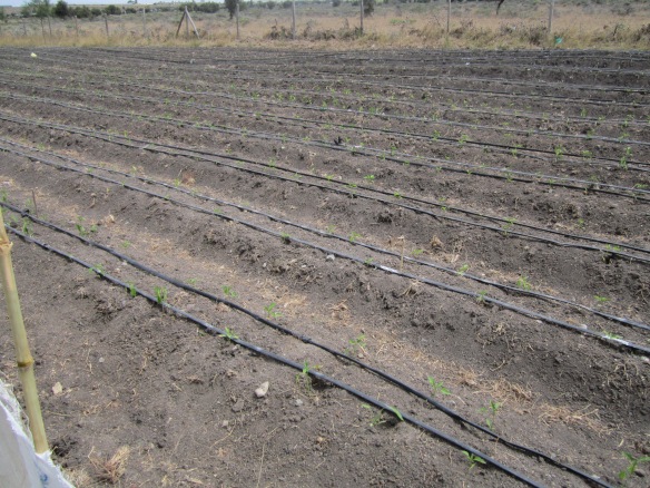 The way to go? – A small irrigated field of a Maasai homestead